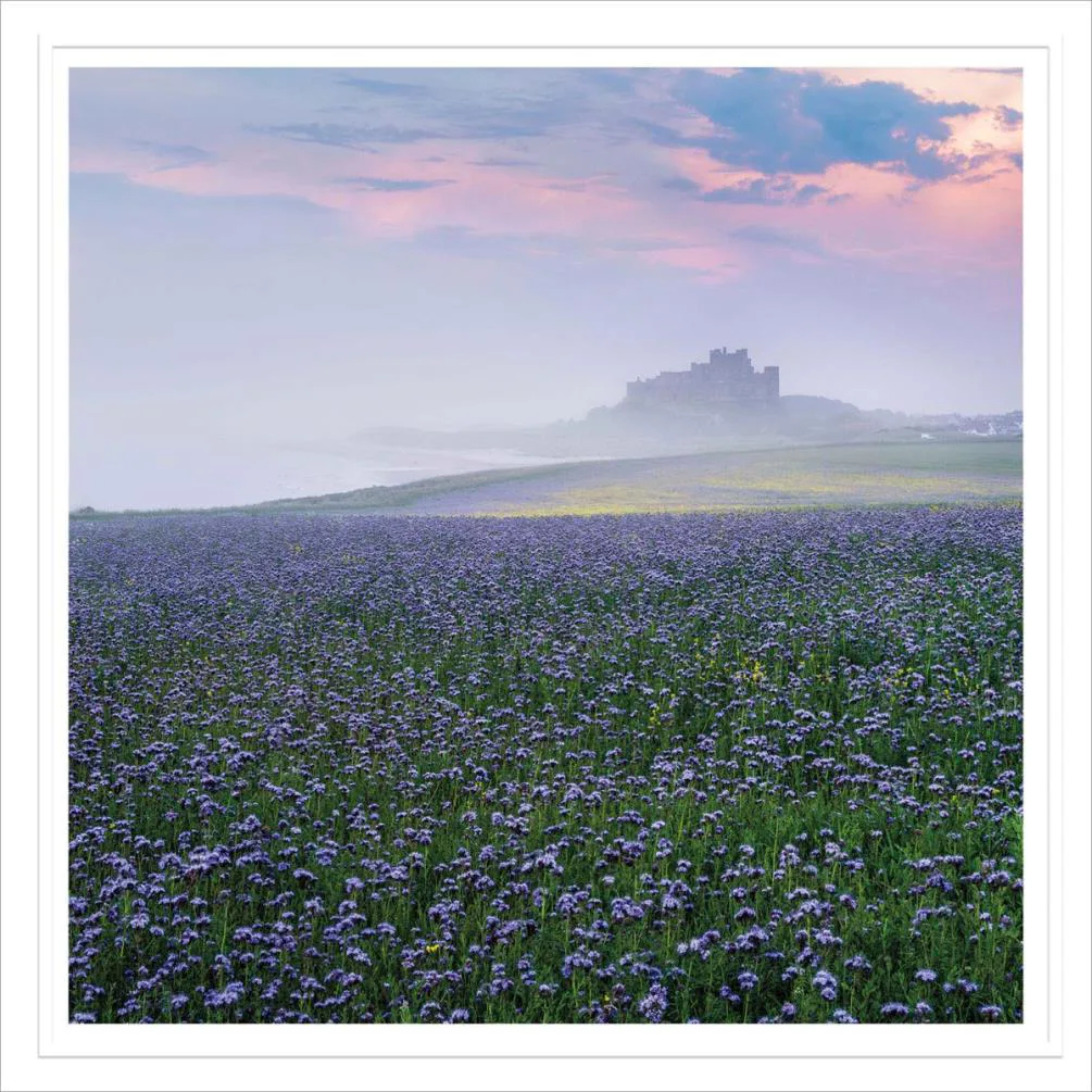 Phacelia Field View Greetings Card