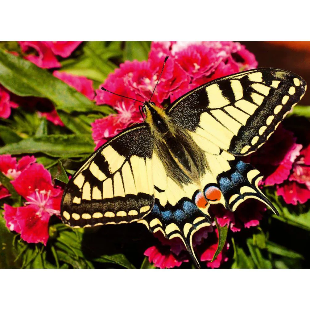 Colourful Animals Butterfly 500pc Jigsaw Puzzle Extra Image 1