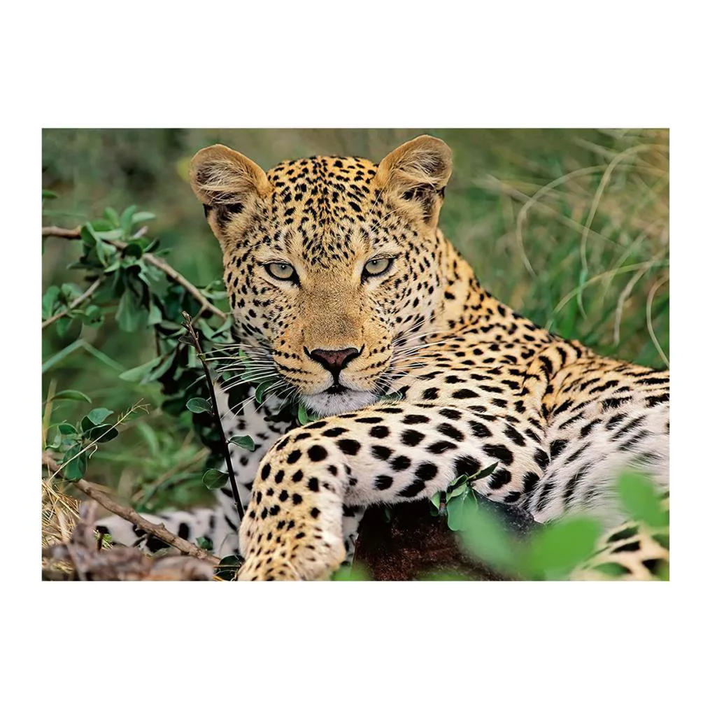 Exotic Animal Leopard XXL 300pc Jigsaw Puzzle Extra Image 1