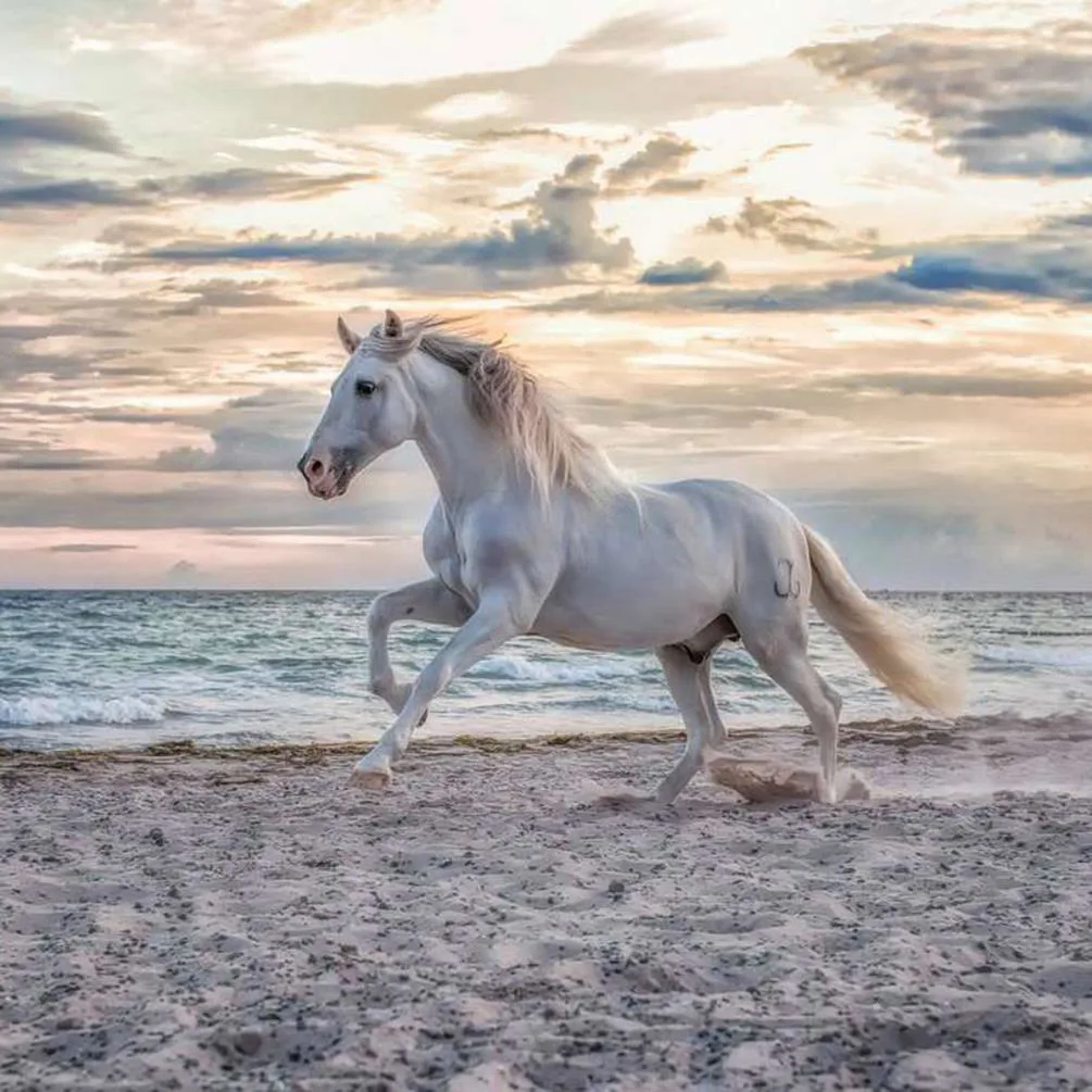 Evening Gallop 500pc Jigsaw Puzzle Extra Image 1