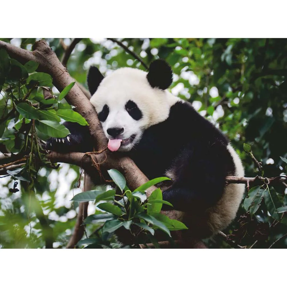 Panda Bear 500pc Jigsaw Puzzle Extra Image 1