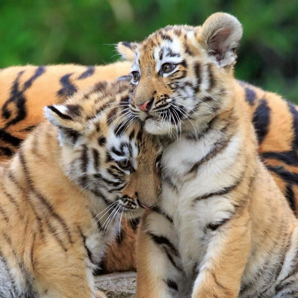 Wildlife 3 x 49pc Jigsaw Puzzles Extra Image 3