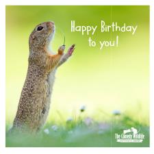 Comedy Wildlife Conducting Squirrel Birthday Card