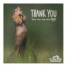 Standing Squirrel Photographic Thank You Card