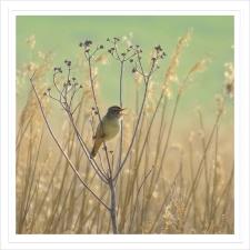 Warbler in the Reed Beds Greetings Card