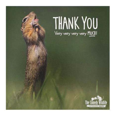 Standing Squirrel Photographic Thank You Card   £2.50